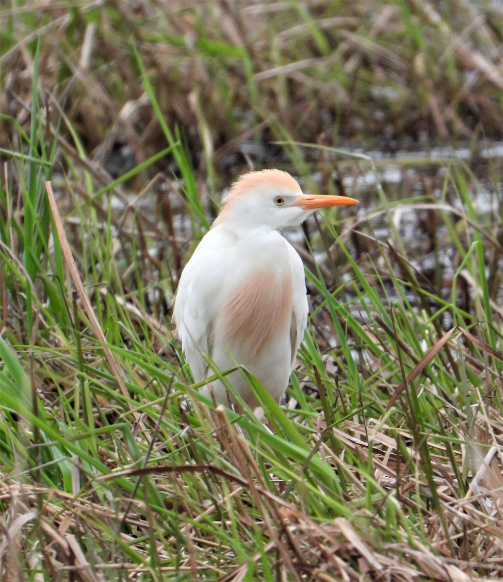 Western Cattle-Egret - ML574577861