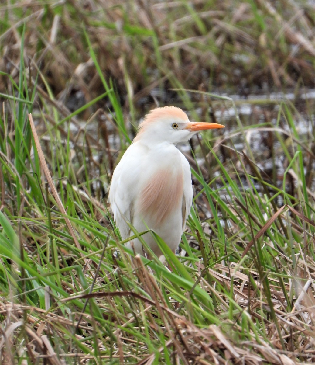 Western Cattle Egret - ML574577861