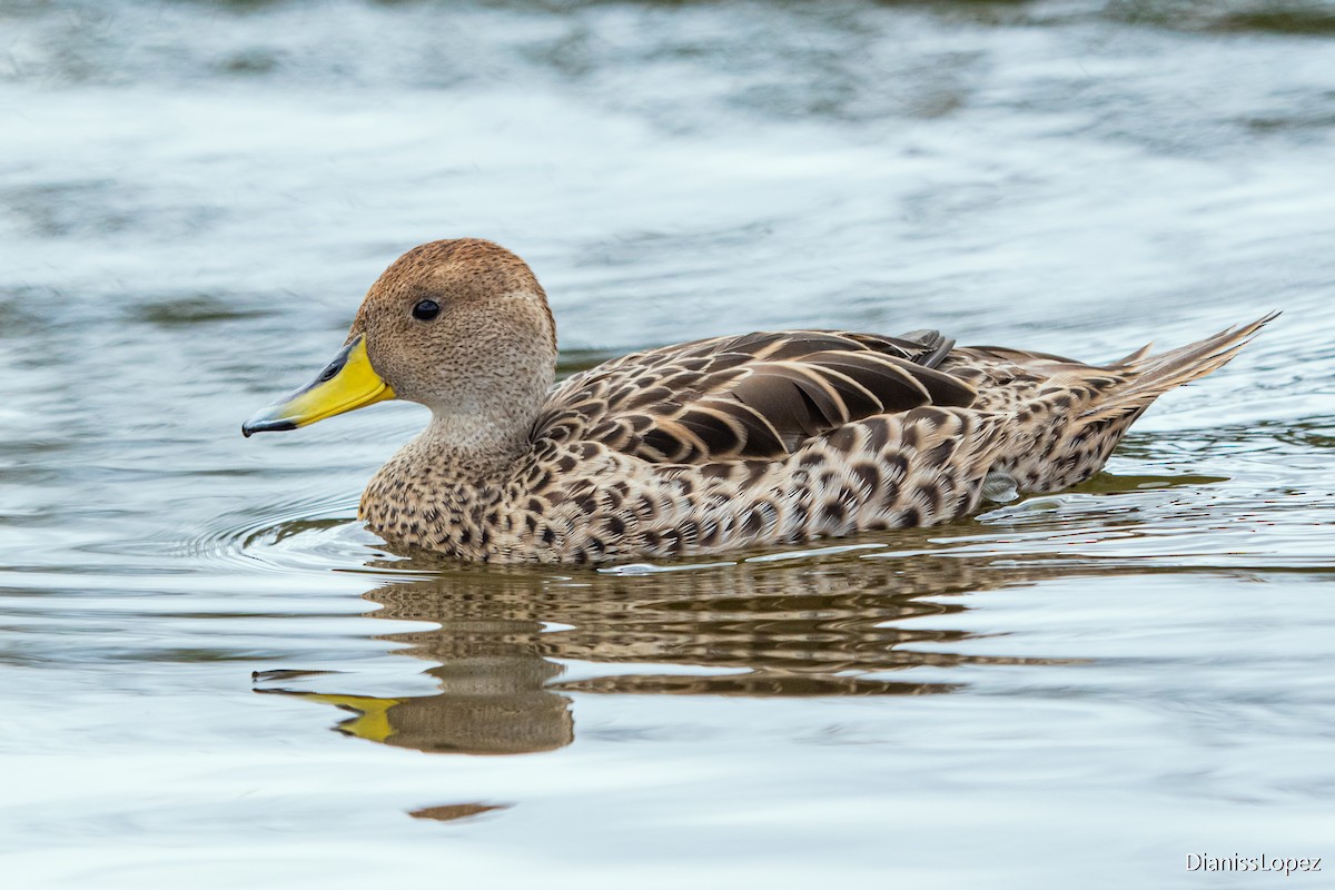 Yellow-billed Pintail - ML574578131