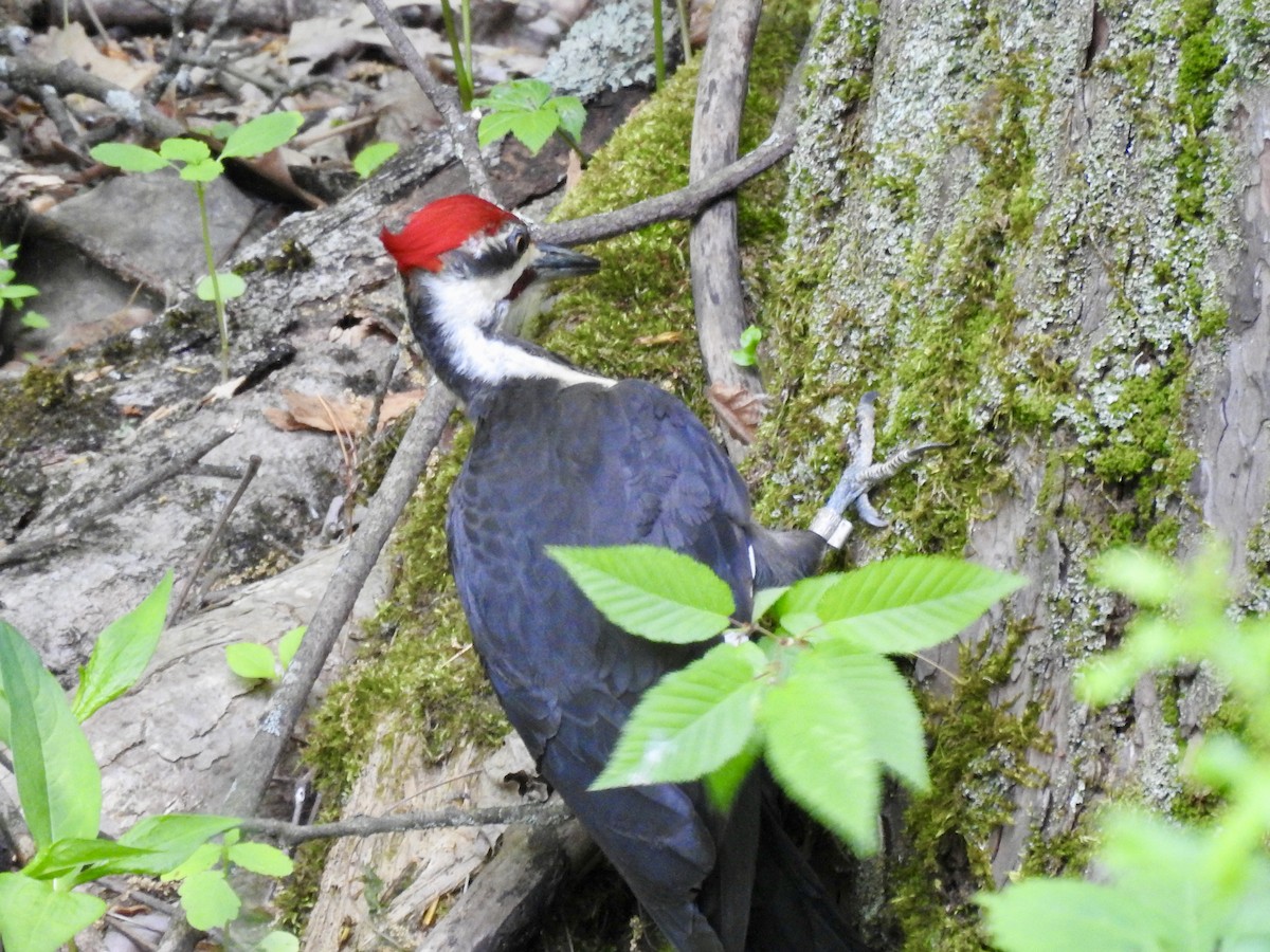 Pileated Woodpecker - Laurie  Keefe