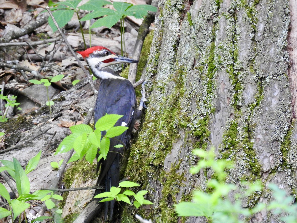 Pileated Woodpecker - ML574578901