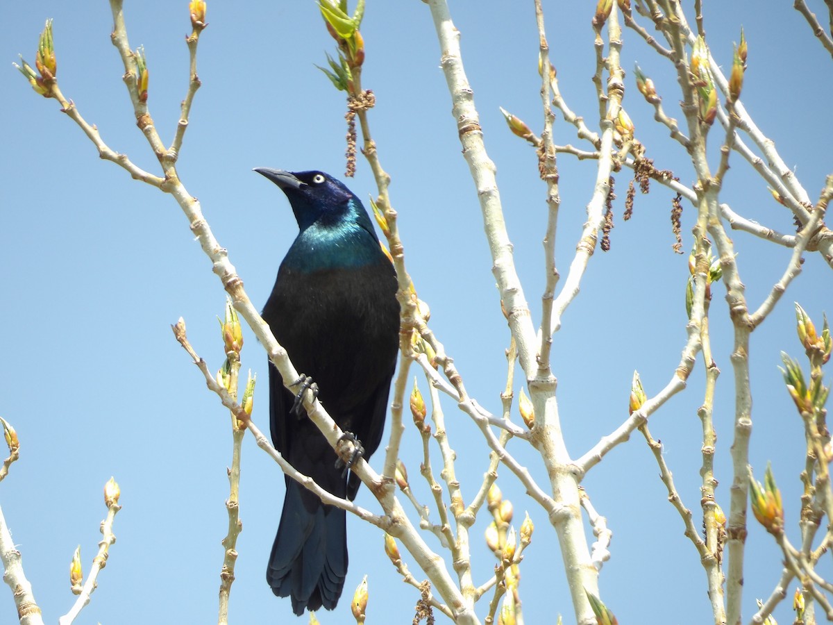 Common Grackle - ML574579291