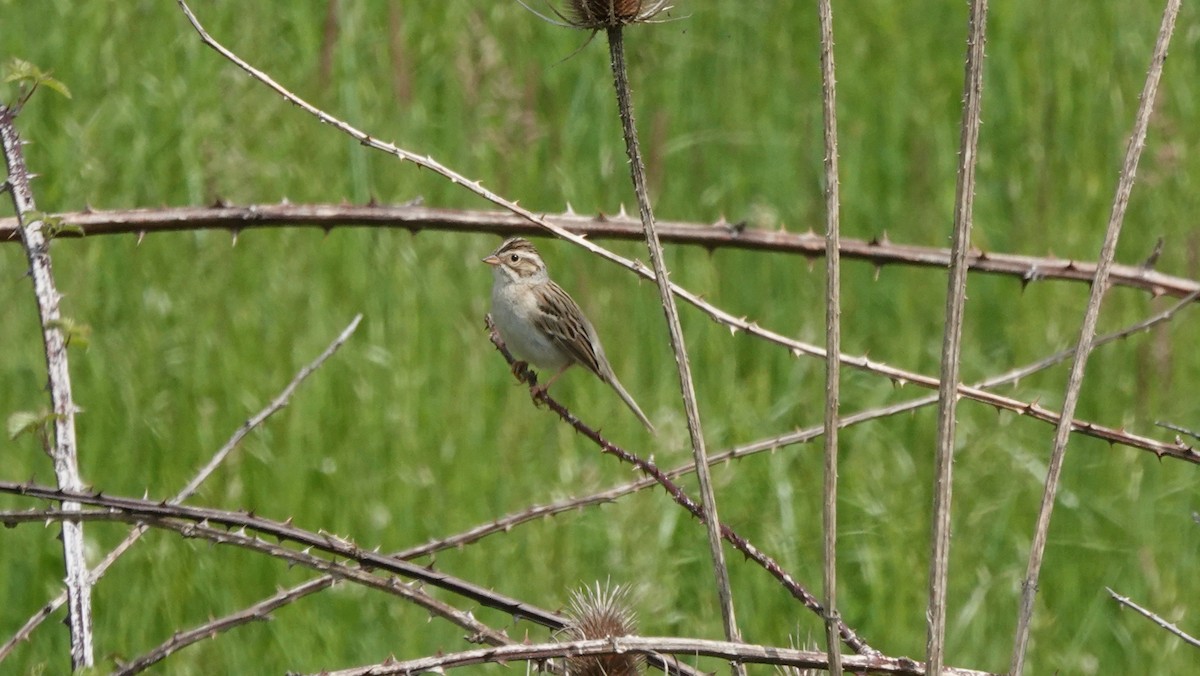 Clay-colored Sparrow - ML574579361