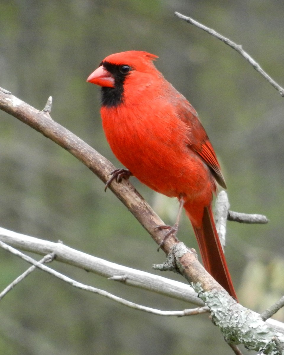 Northern Cardinal - ML57458021