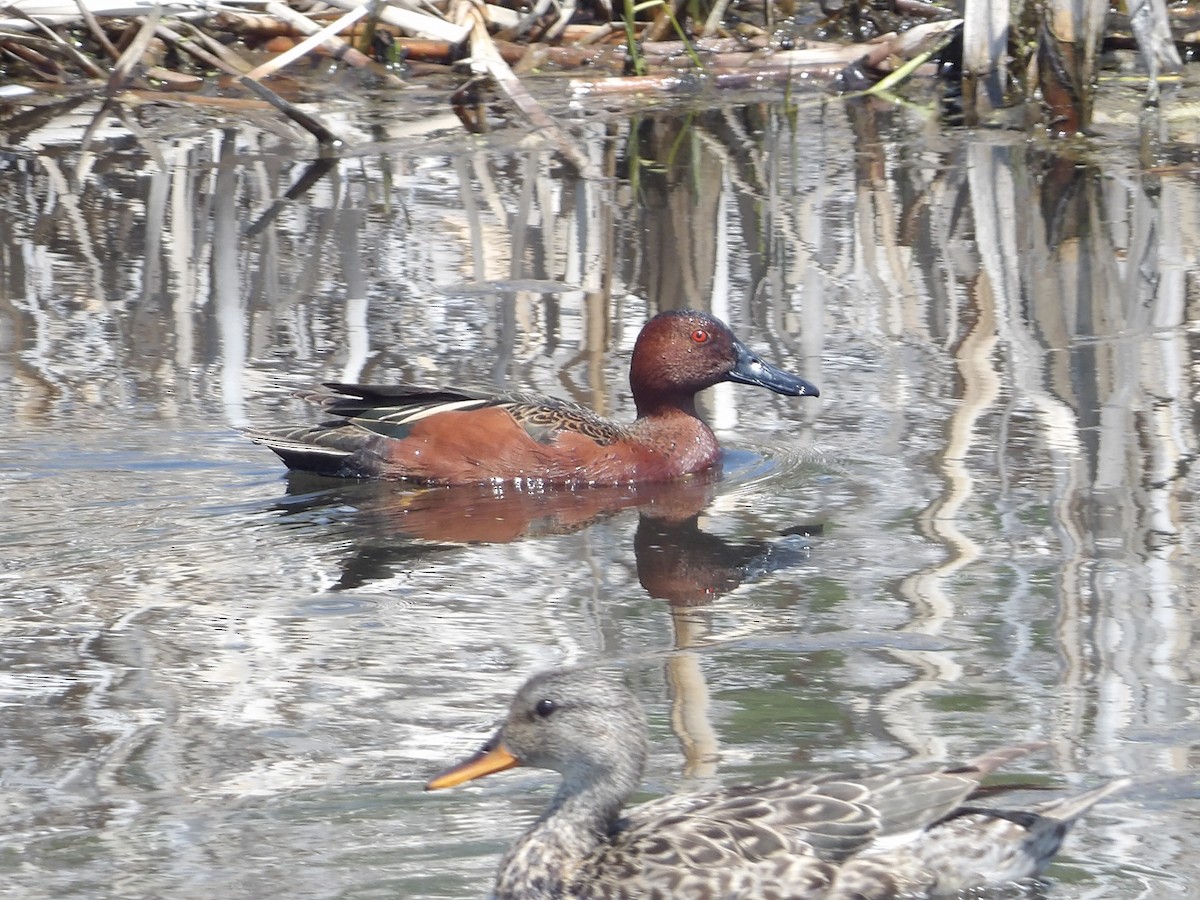 Cinnamon Teal - ML574580261