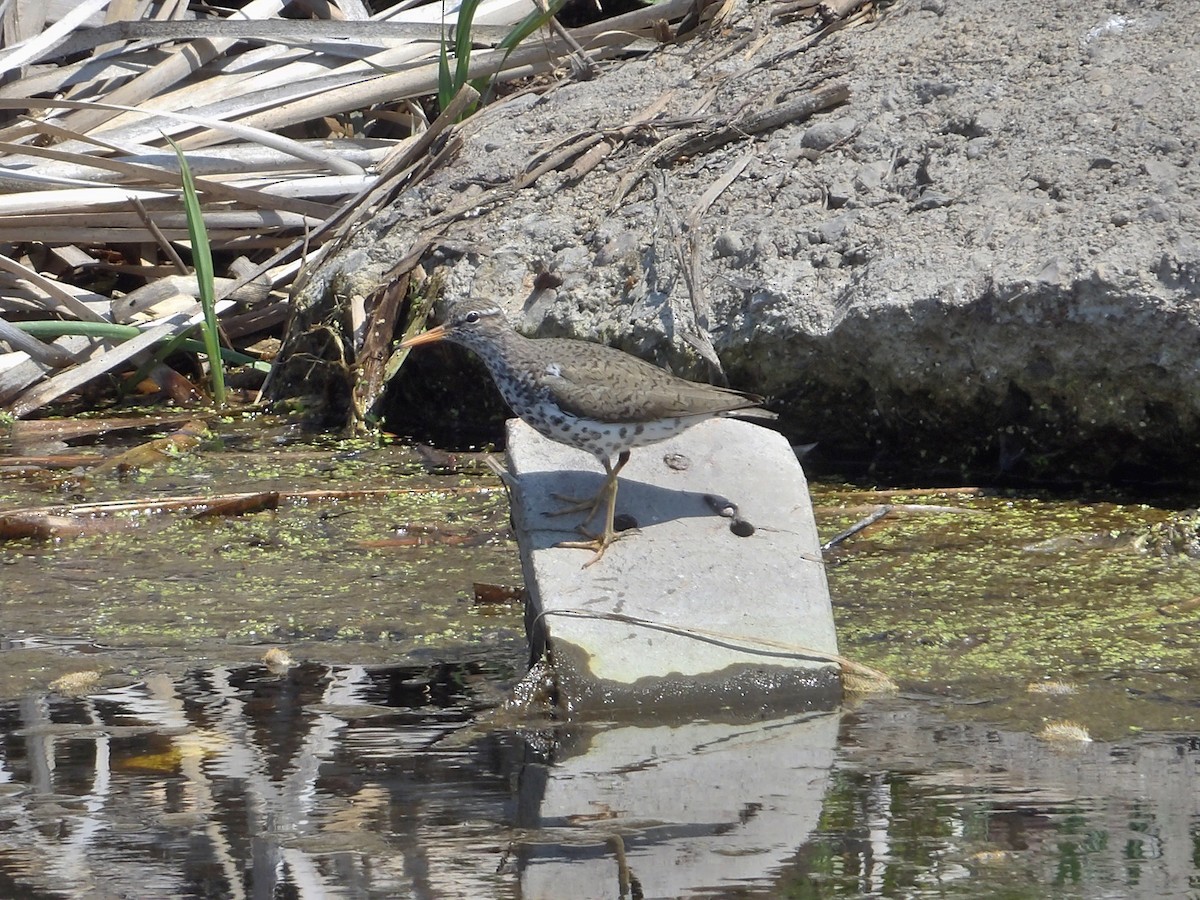 Spotted Sandpiper - ML574581931