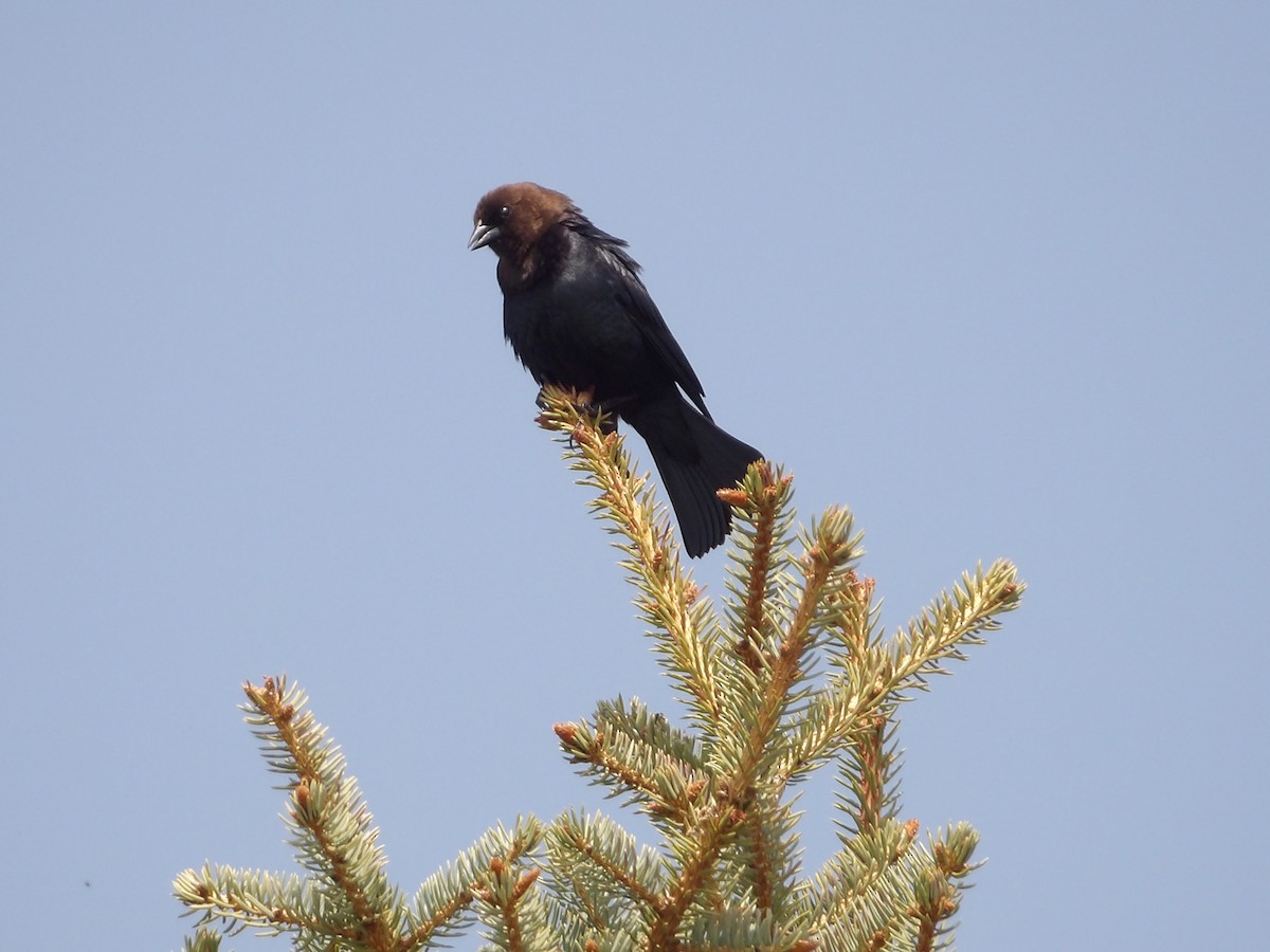 Brown-headed Cowbird - ML574582521