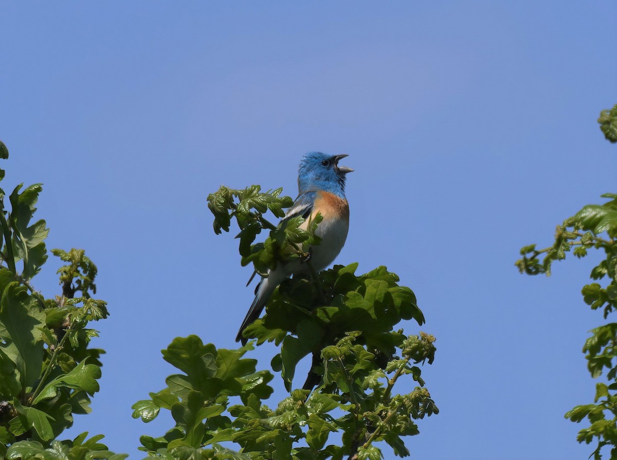 Lazuli Bunting - Paul Grob