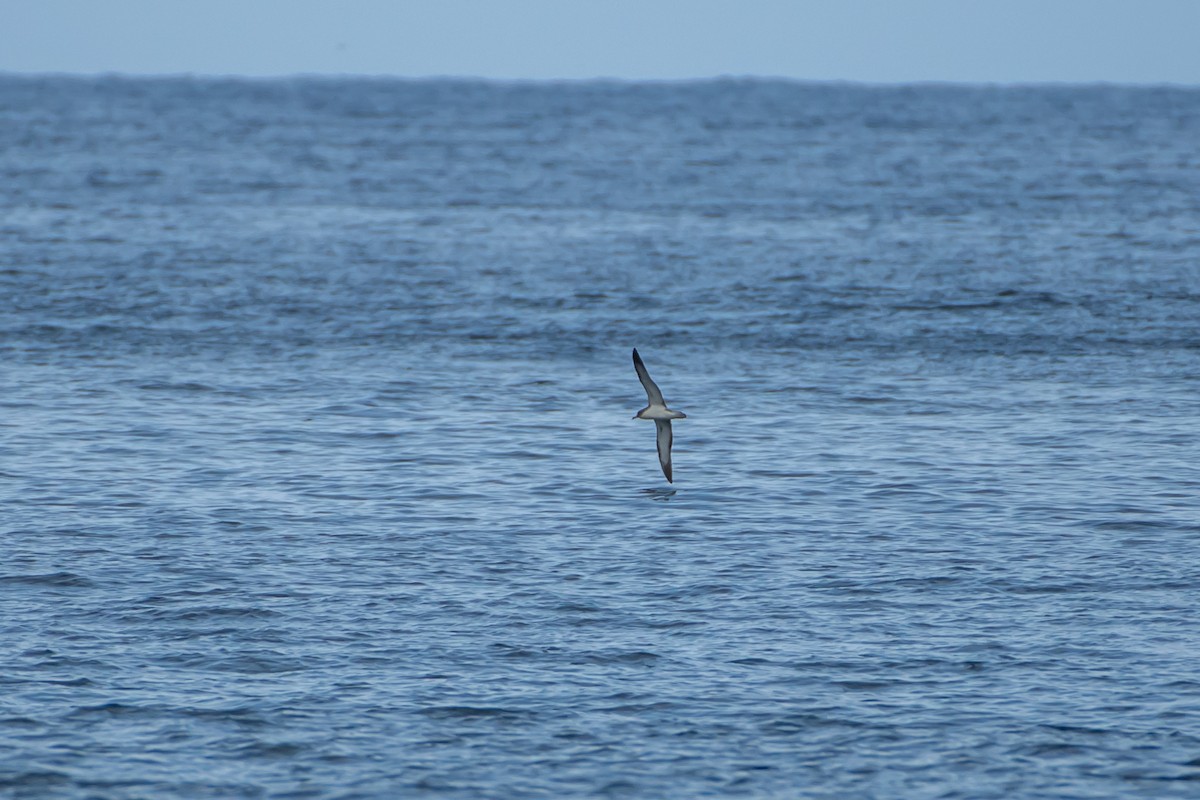 Cory's Shearwater (borealis) - ML574588281