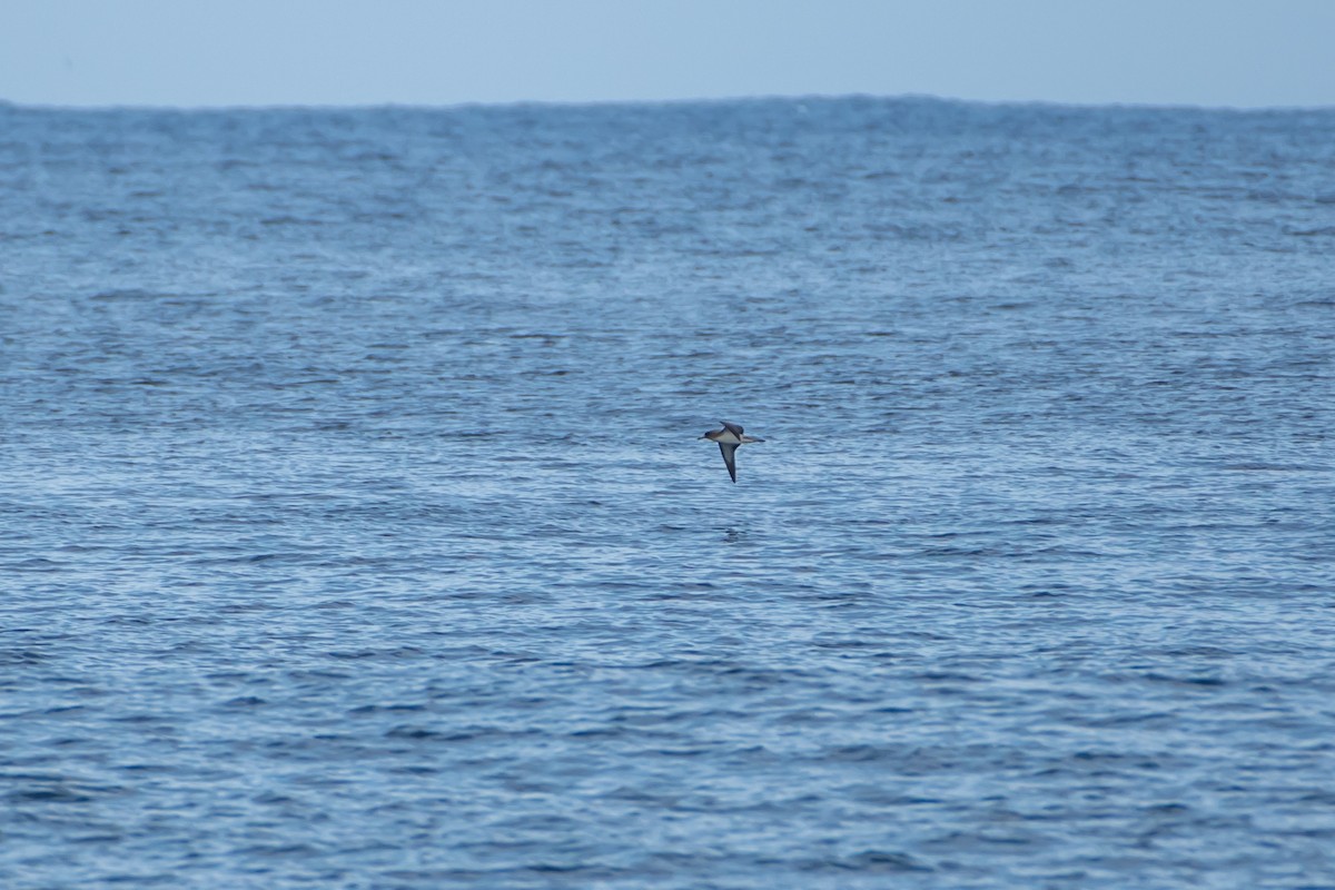 Cory's Shearwater (borealis) - ML574588291