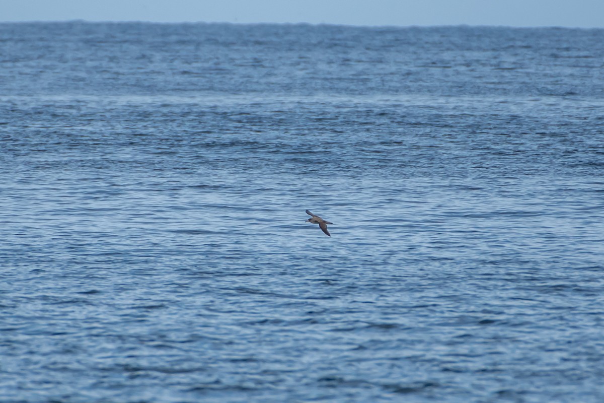 Cory's Shearwater (borealis) - ML574588311