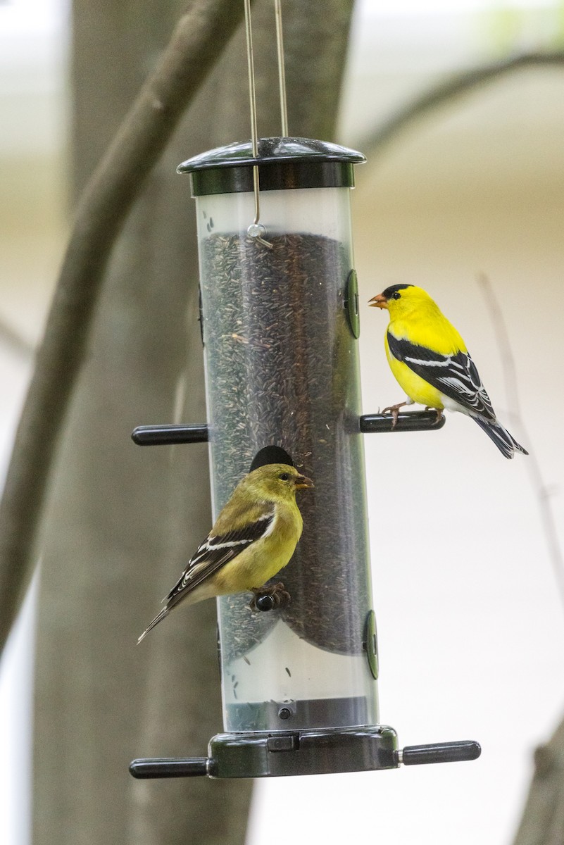 American Goldfinch - Cheryl TenBrink