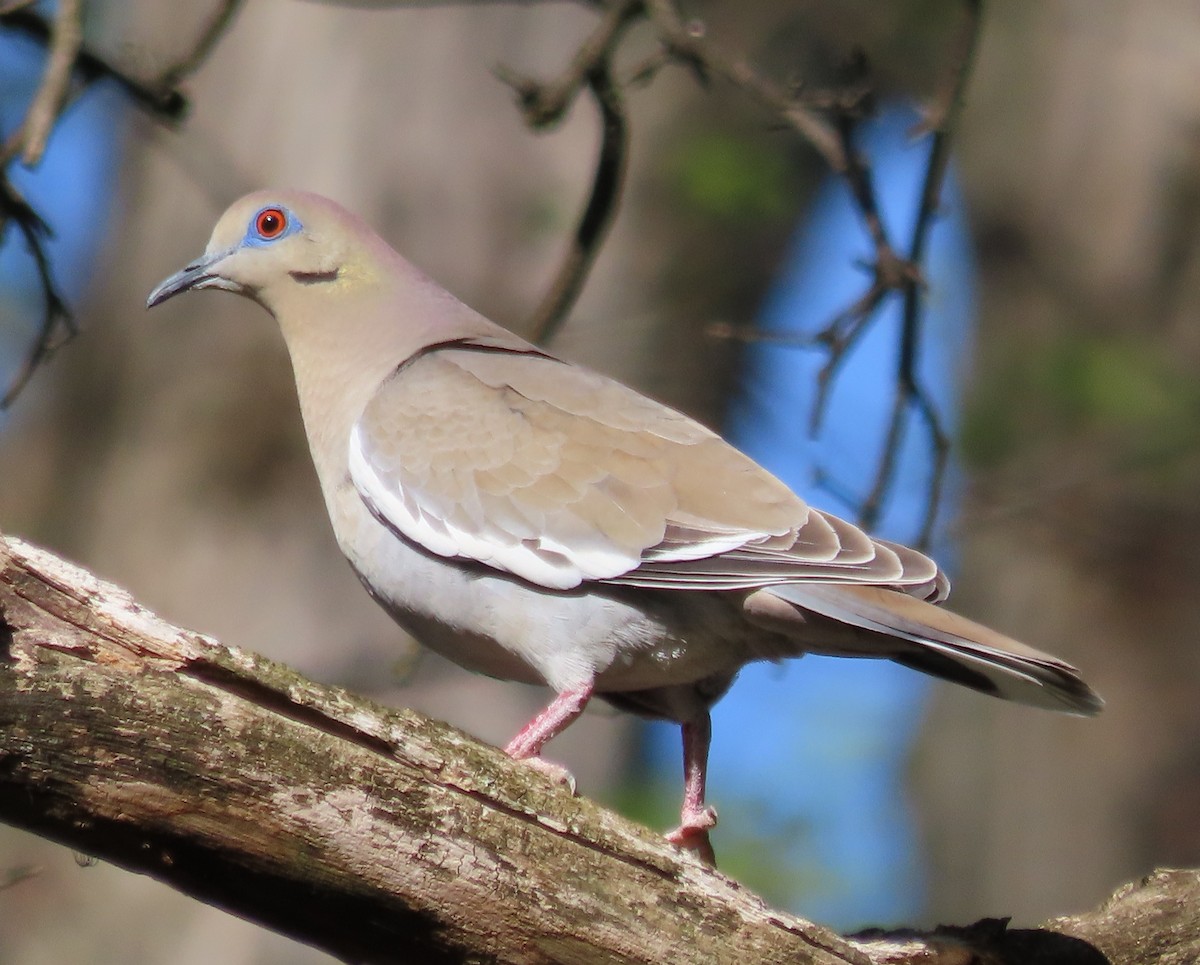 White-winged Dove - ML574590451