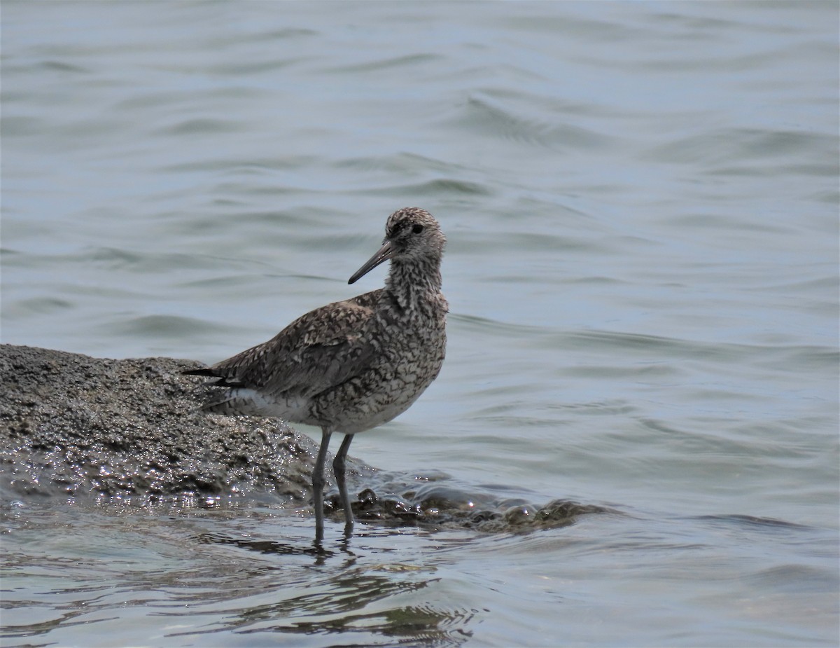 Willet - ML574591281