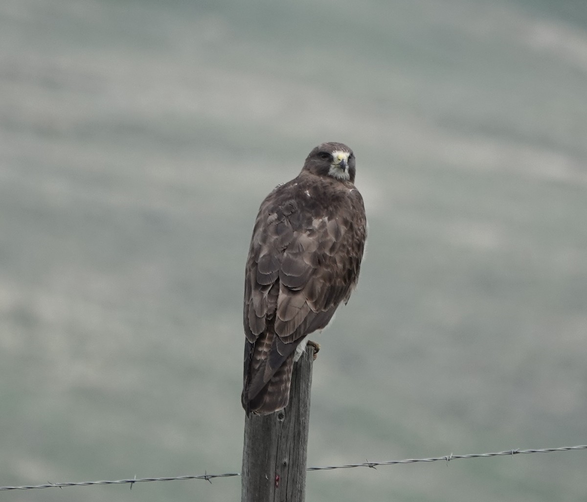 Swainson's Hawk - ML574592201