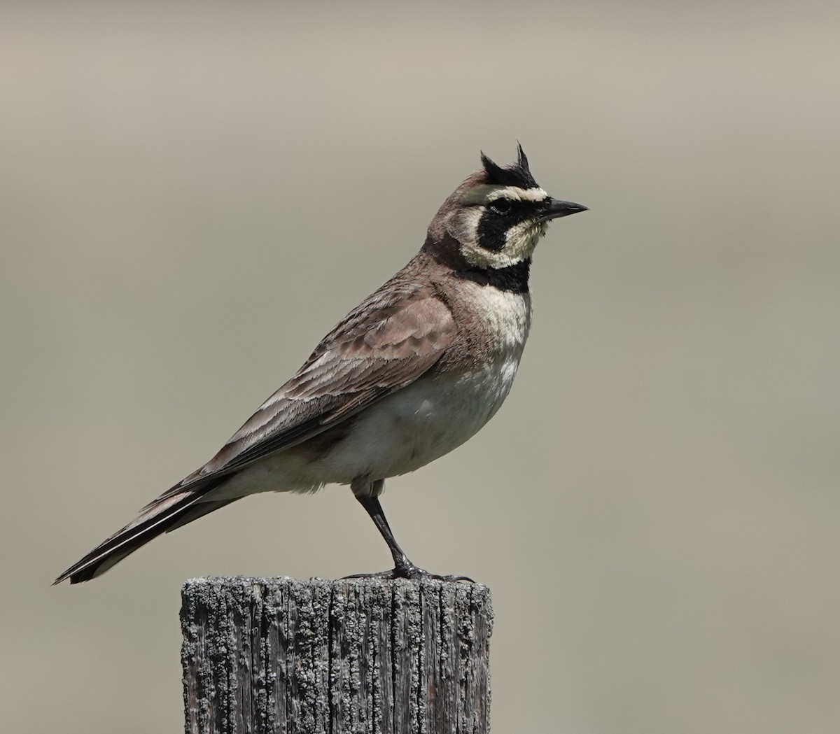 Horned Lark - dave koehler