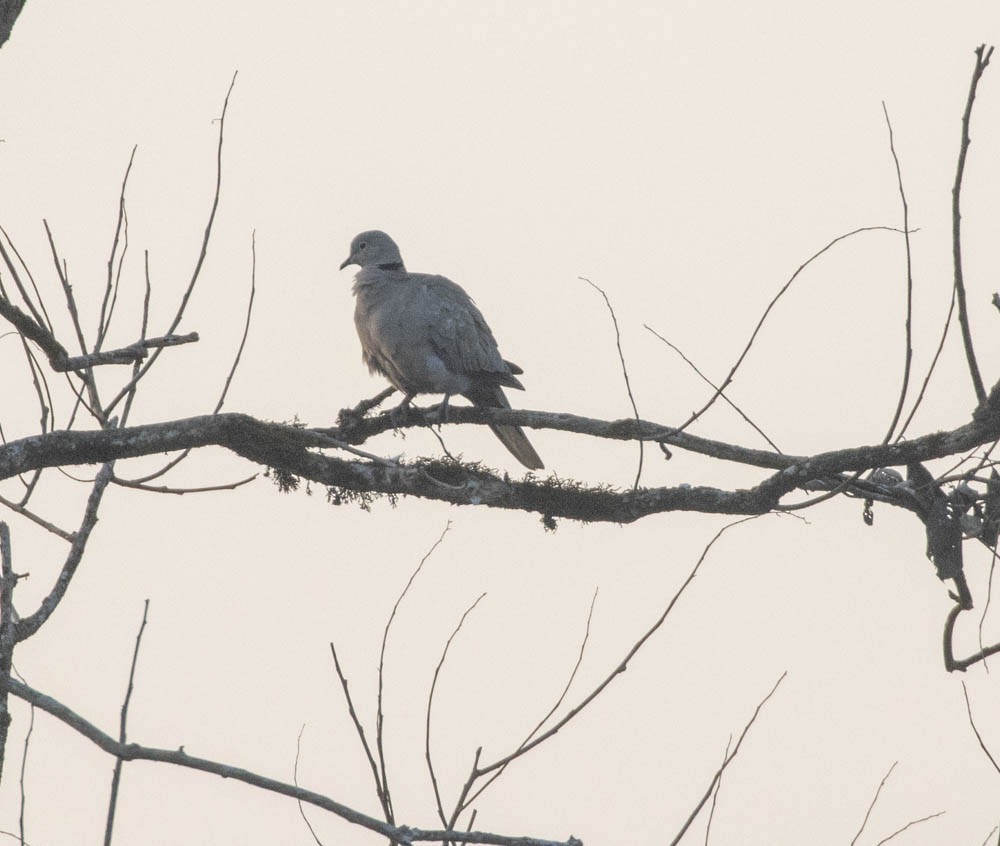 Eurasian Collared-Dove - ML574592691