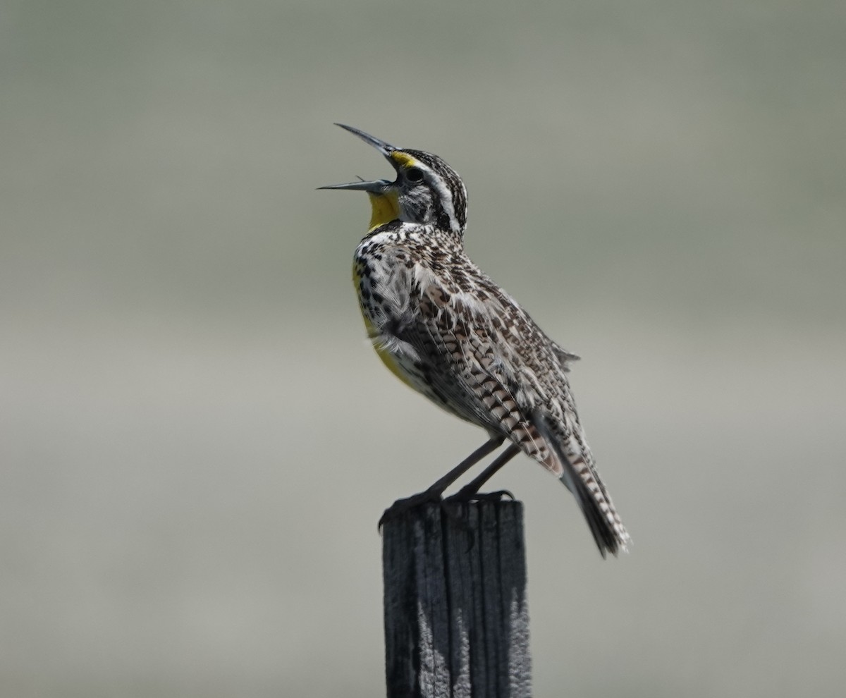 Western Meadowlark - ML574592731