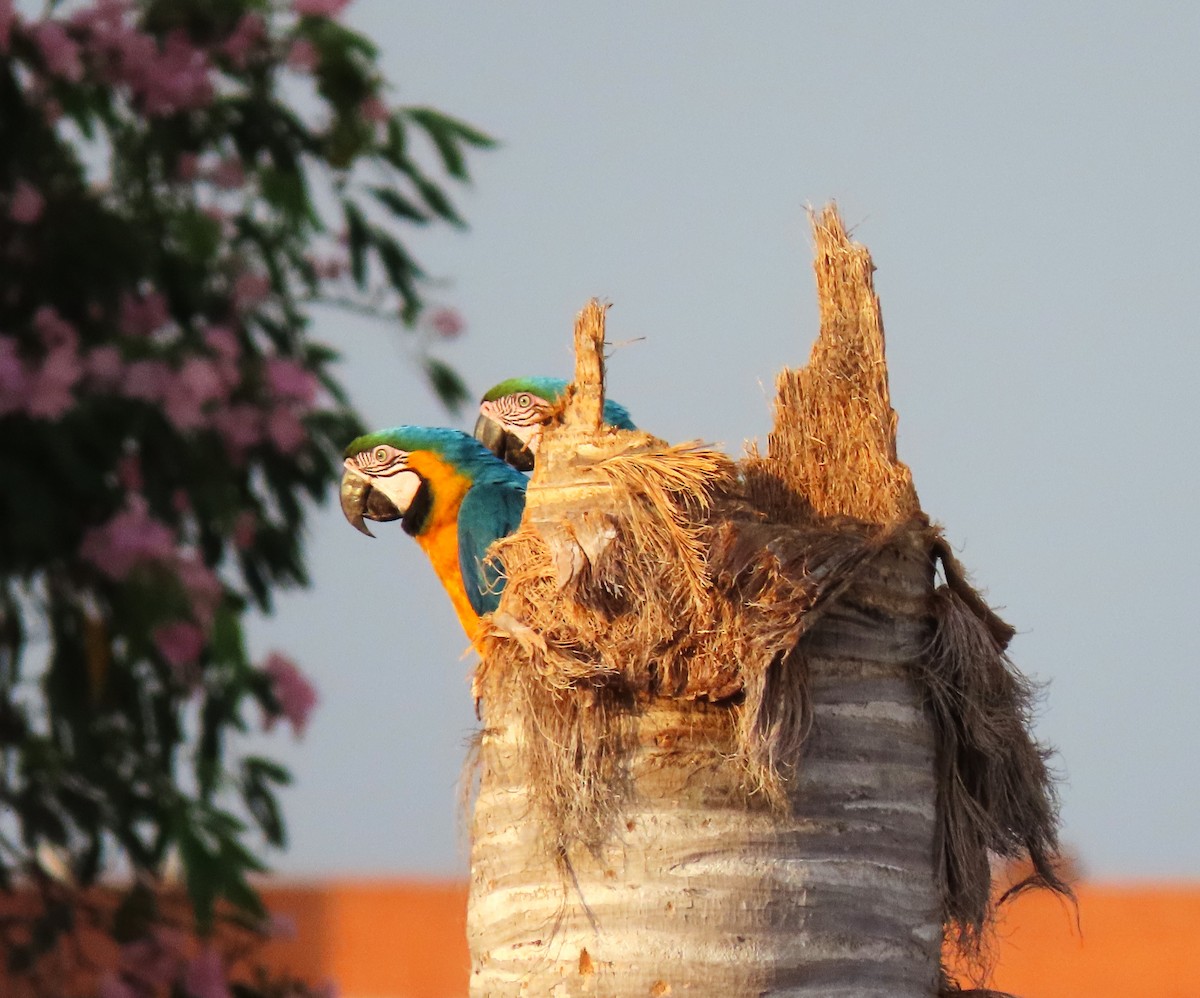 Blue-and-yellow Macaw - ML574592981