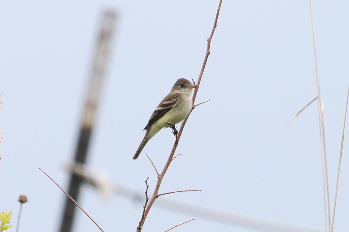 Willow Flycatcher - ML574593191