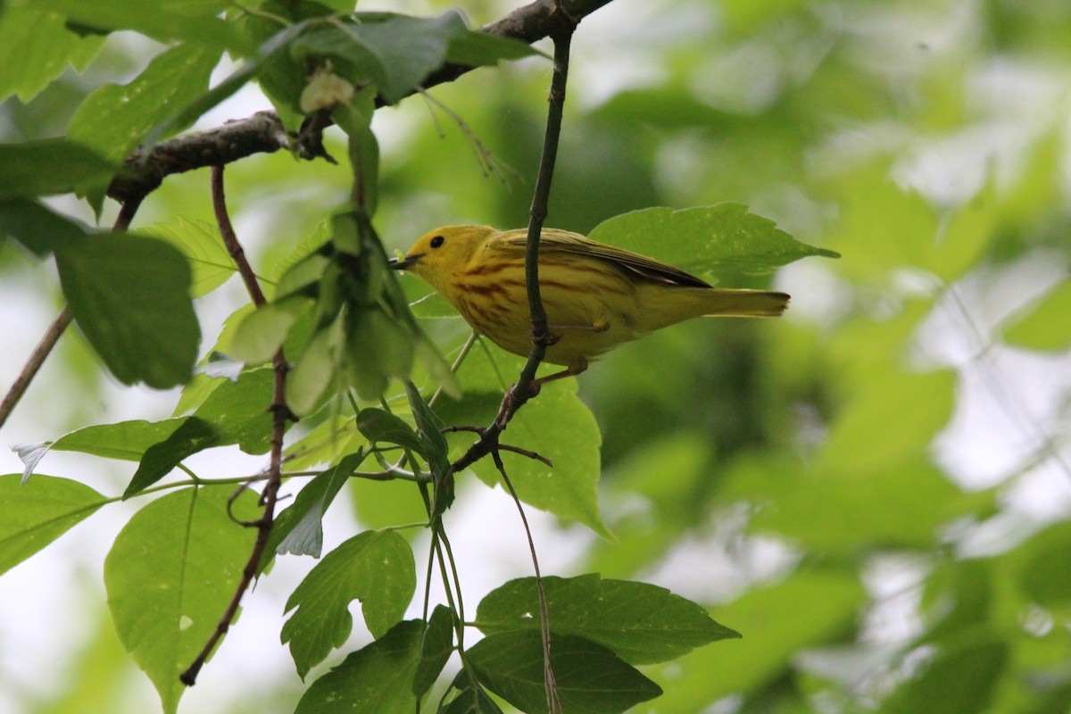 Yellow Warbler - ML574594481