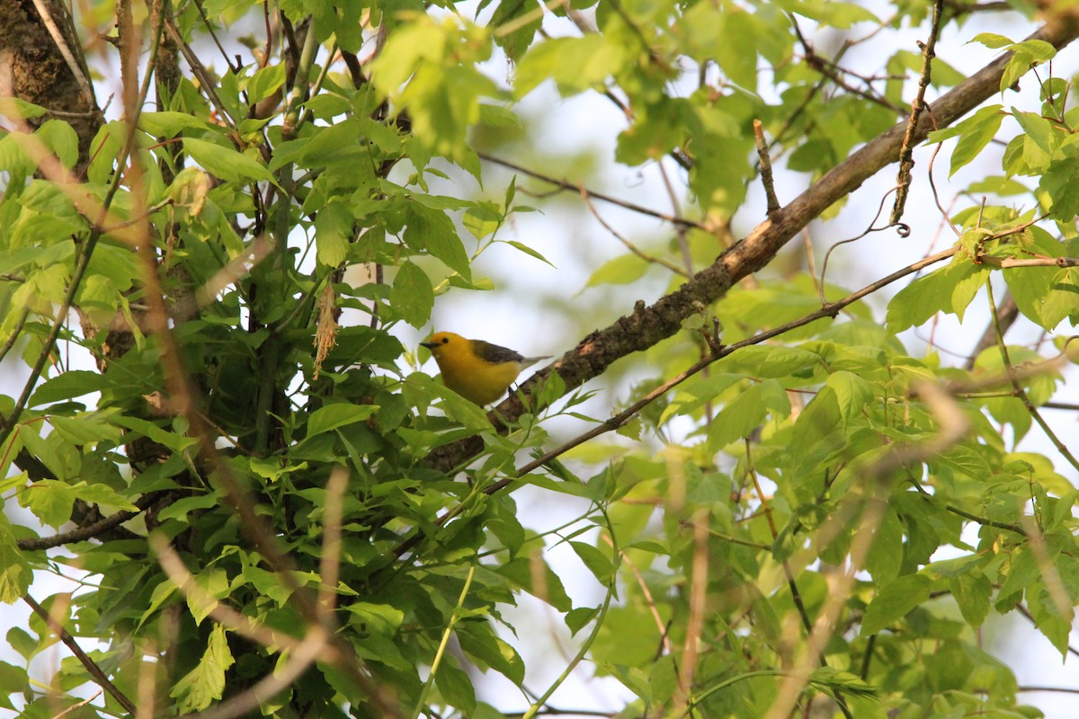 Prothonotary Warbler - ML574594991