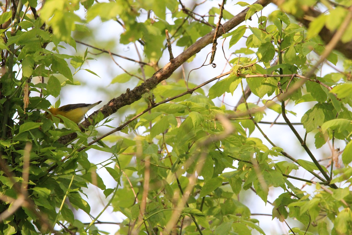 Prothonotary Warbler - ML574595071
