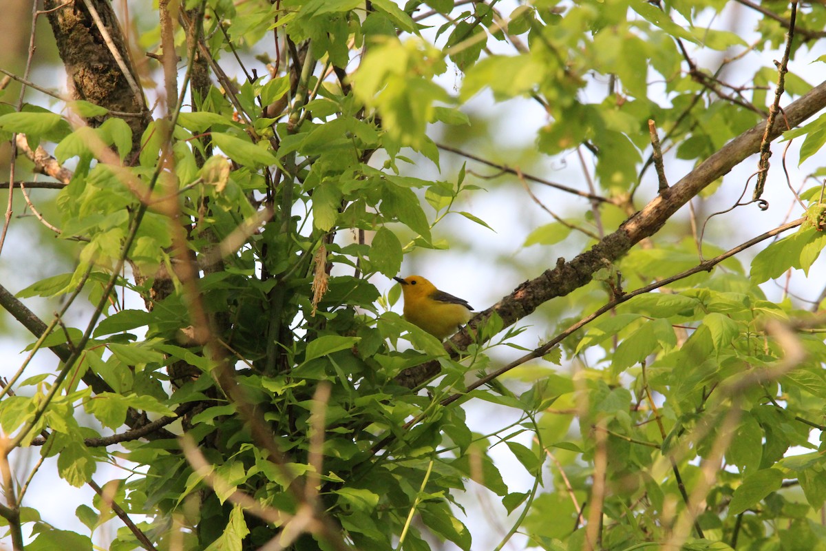 Prothonotary Warbler - ML574595121