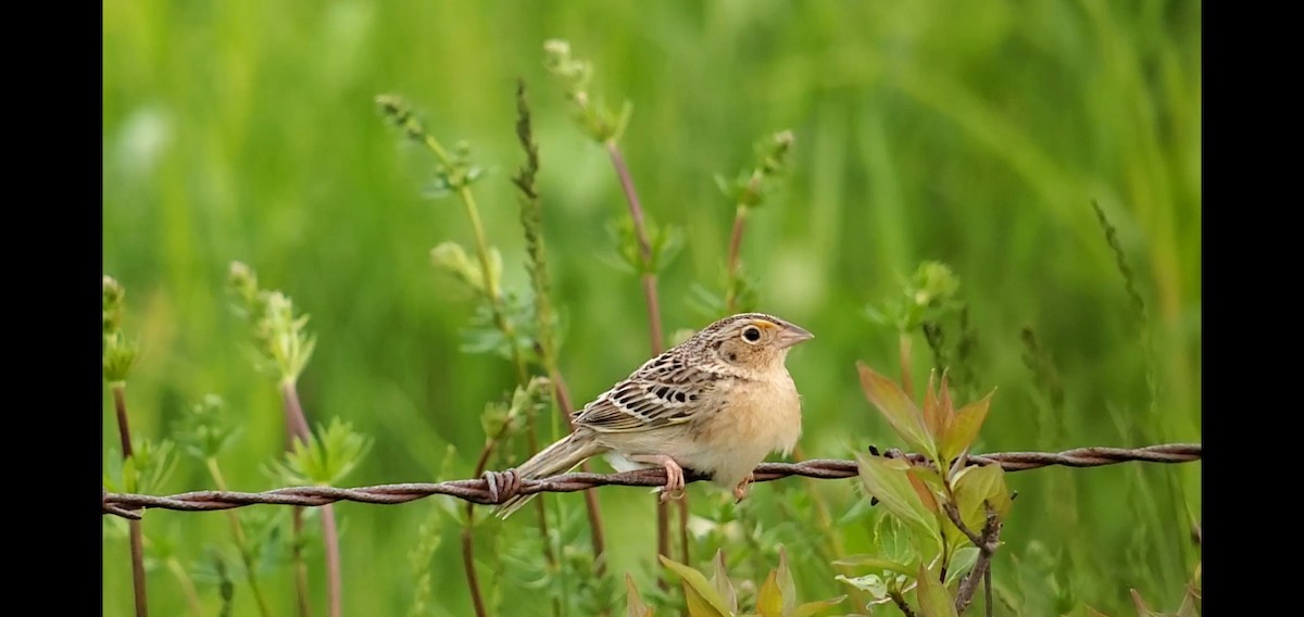 Grasshopper Sparrow - ML574595131