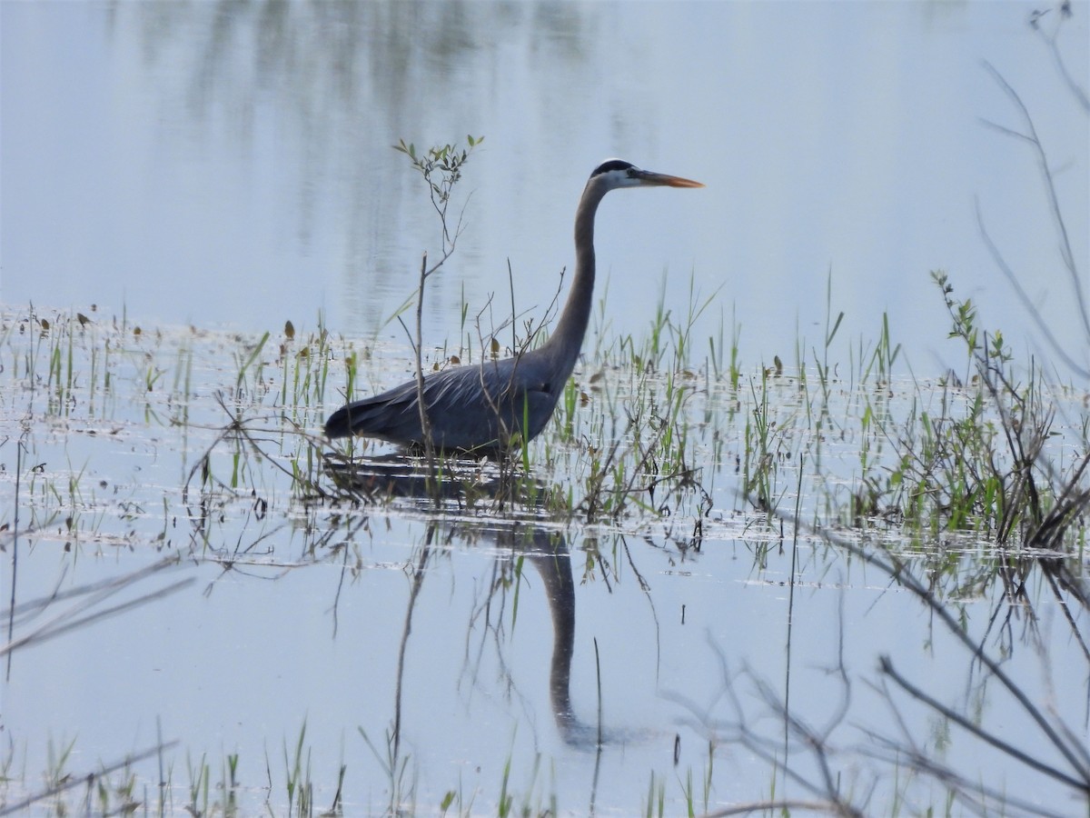 Great Blue Heron - ML574595671