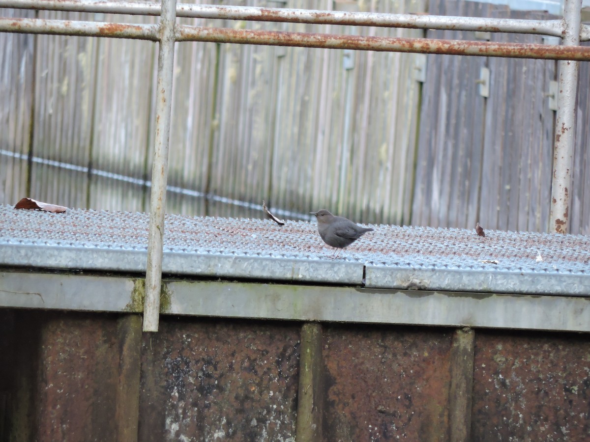 American Dipper - ML574596091