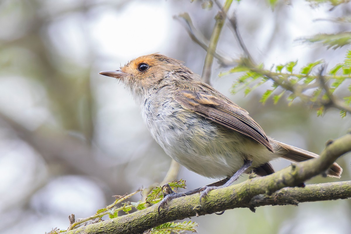 Fulvous-faced Scrub-Tyrant - Giancarlo Vera