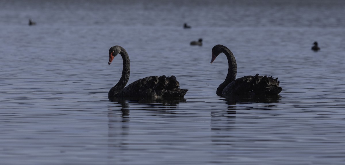 Black Swan - Anne Reardon