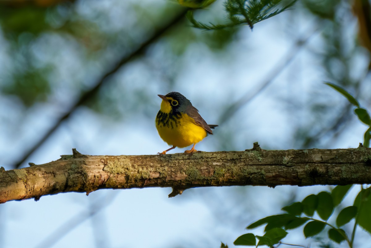 Canada Warbler - Suzanne Kavic