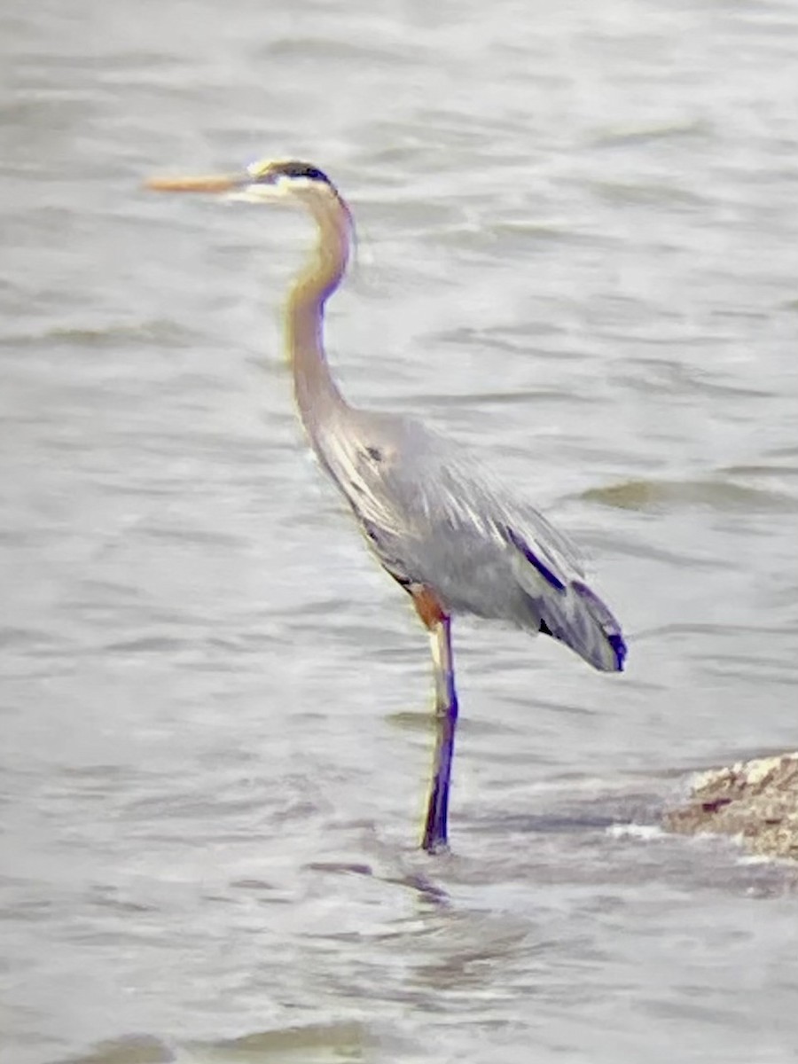 Garza Azulada - ML574599591