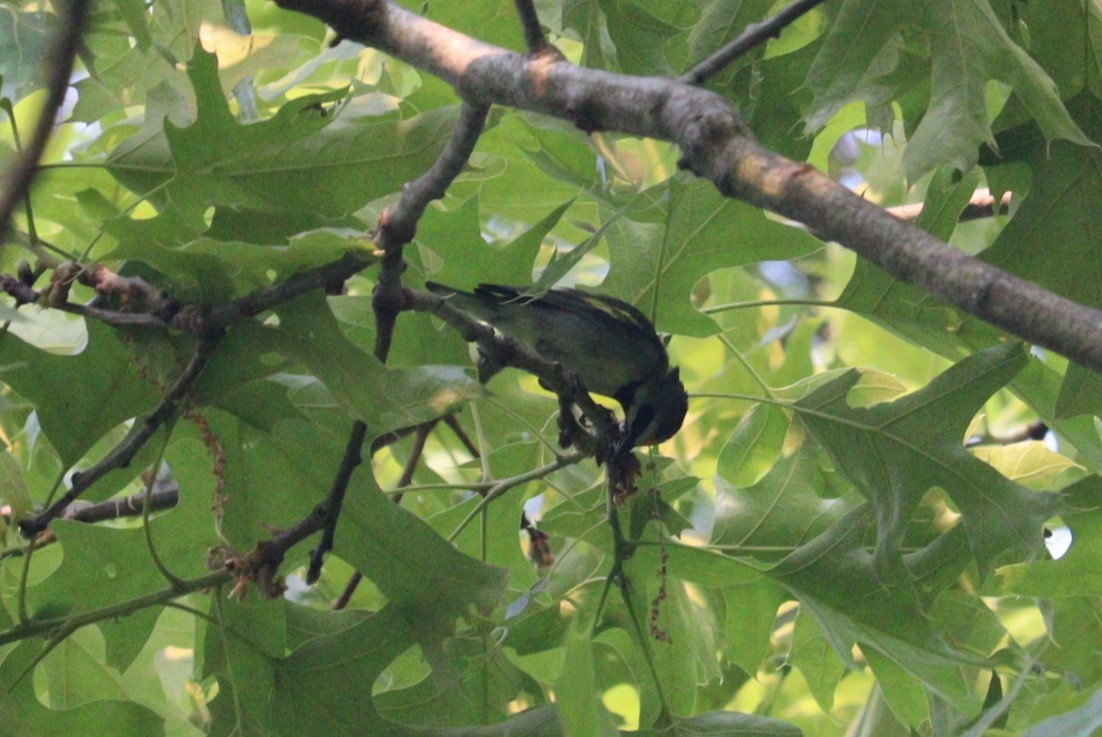 Golden-winged Warbler - ML574600281