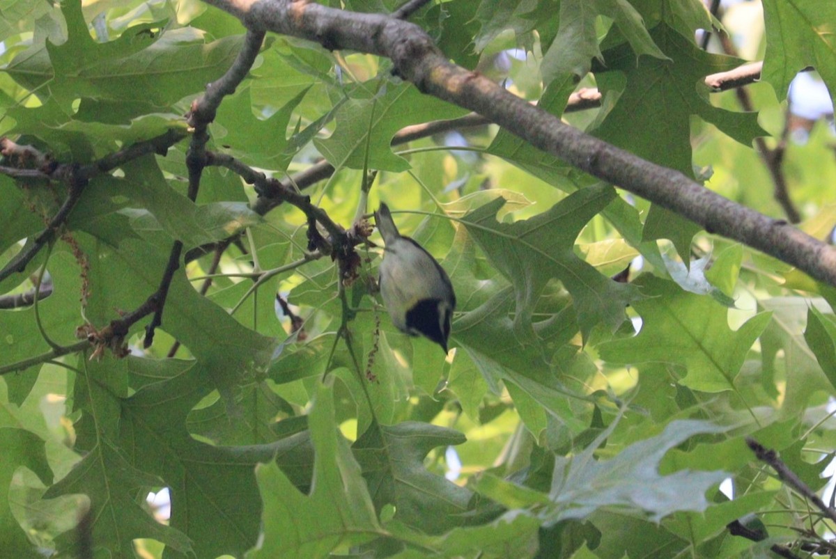 Golden-winged Warbler - ML574600291