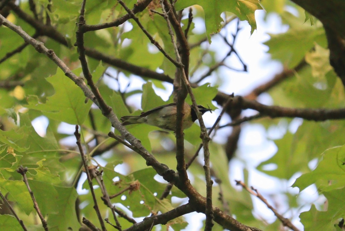 Golden-winged Warbler - ML574600301