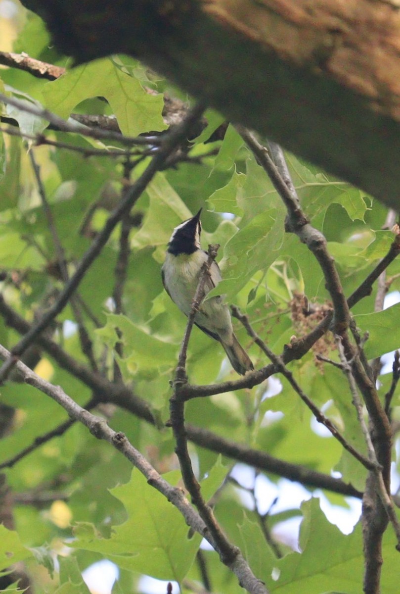 Golden-winged Warbler - ML574600311