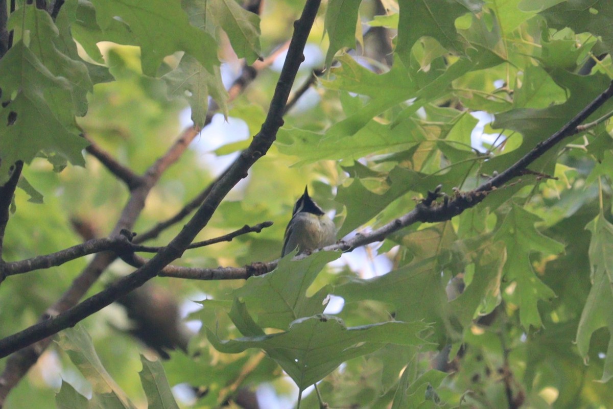 Golden-winged Warbler - ML574600321