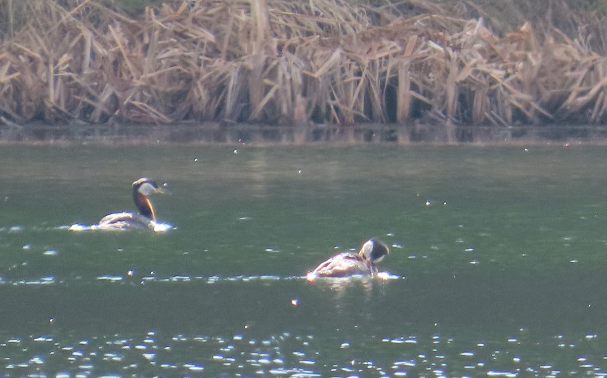 Red-necked Grebe - ML574600551