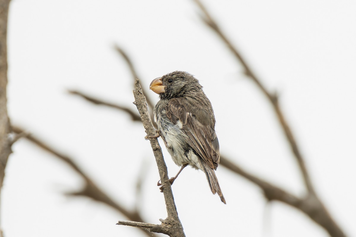 Parrot-billed Seedeater - Giancarlo Vera