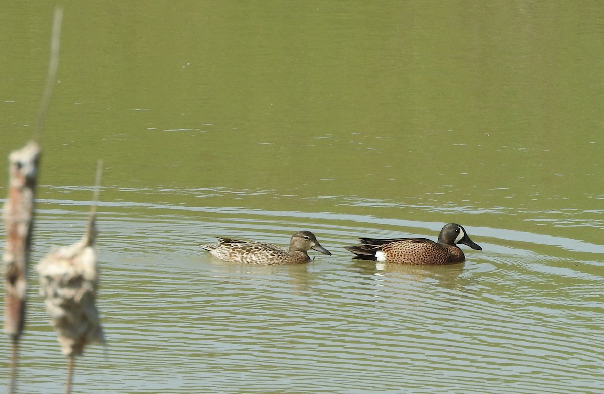 Blue-winged Teal - ML574602141