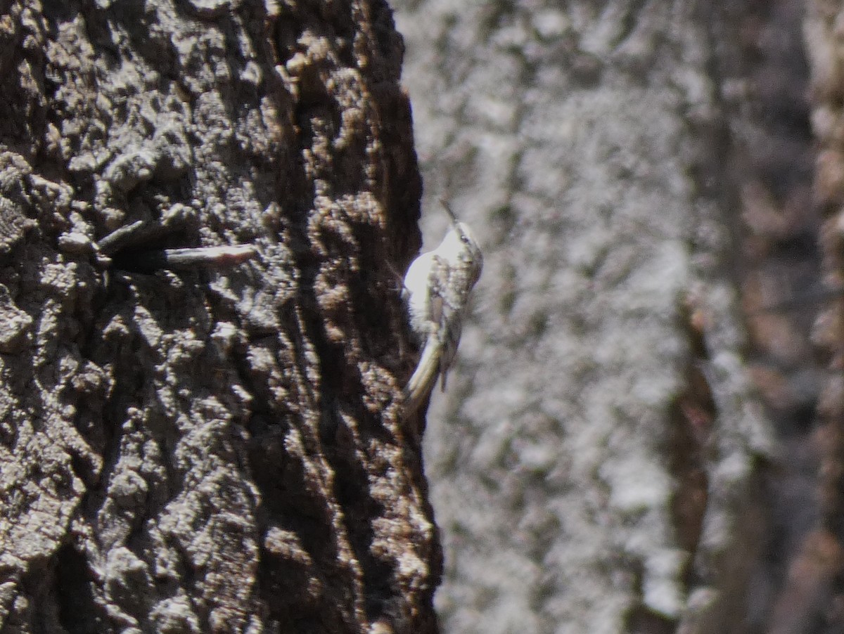 Brown Creeper - ML574603081