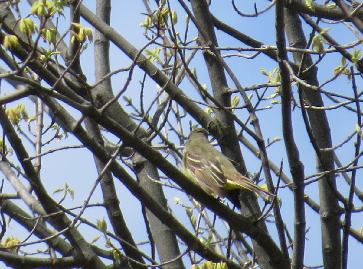 Great Crested Flycatcher - ML57460331