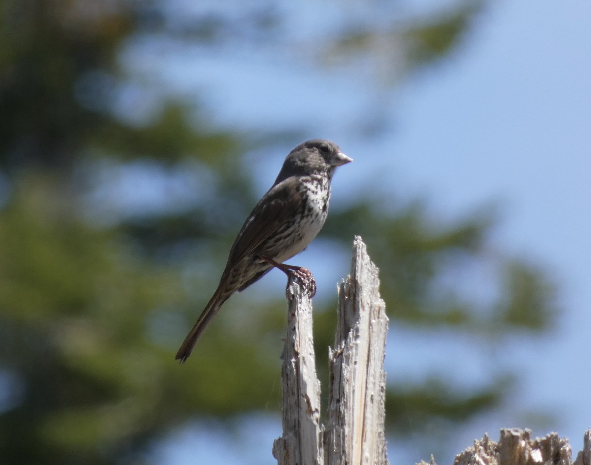 Fox Sparrow (Thick-billed) - ML574603441