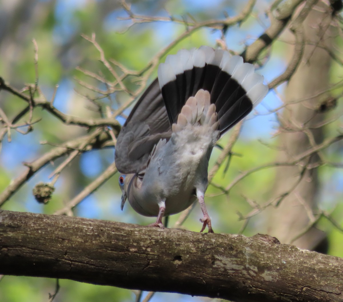 White-winged Dove - ML574603481