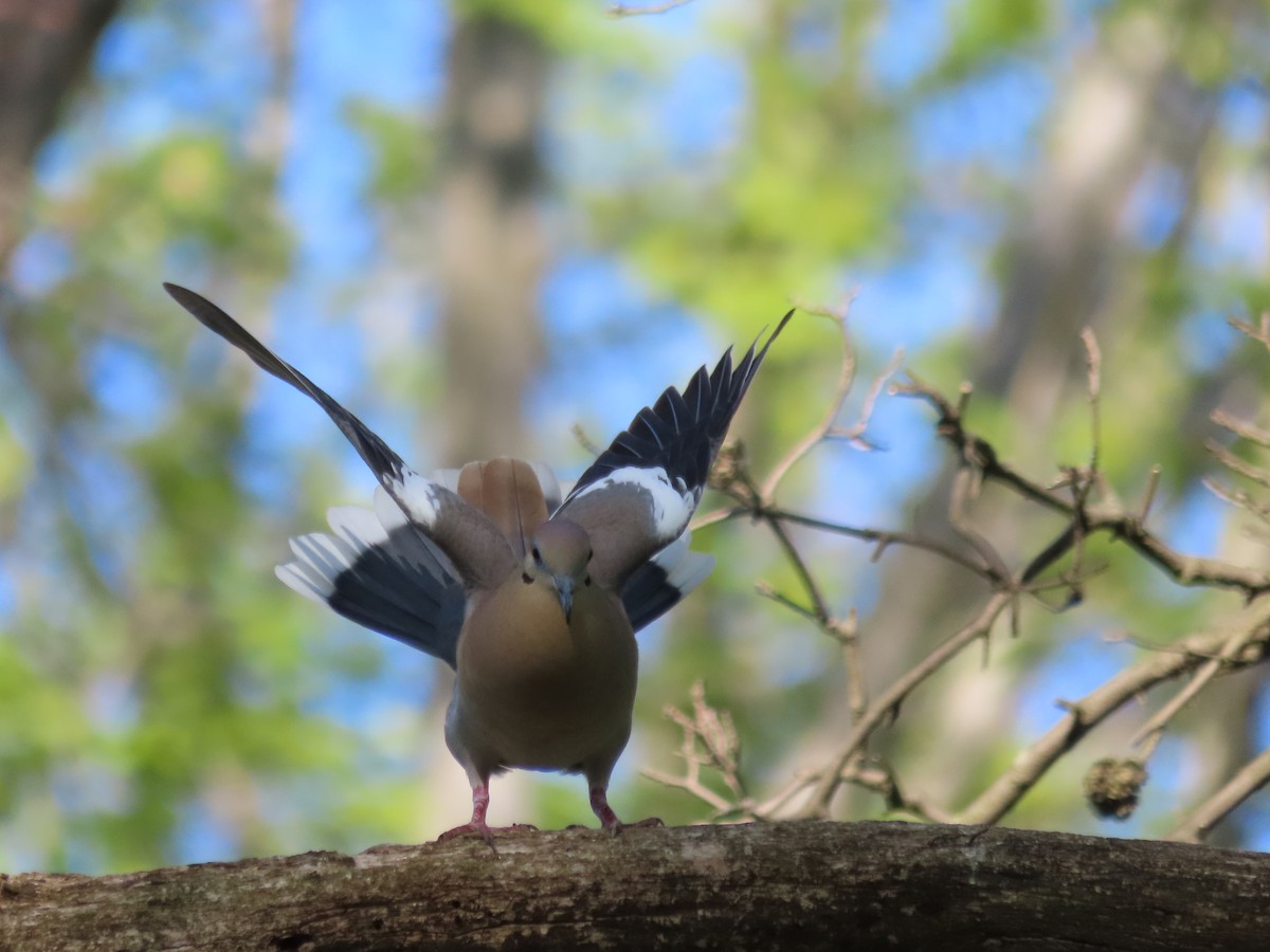 White-winged Dove - ML574603511