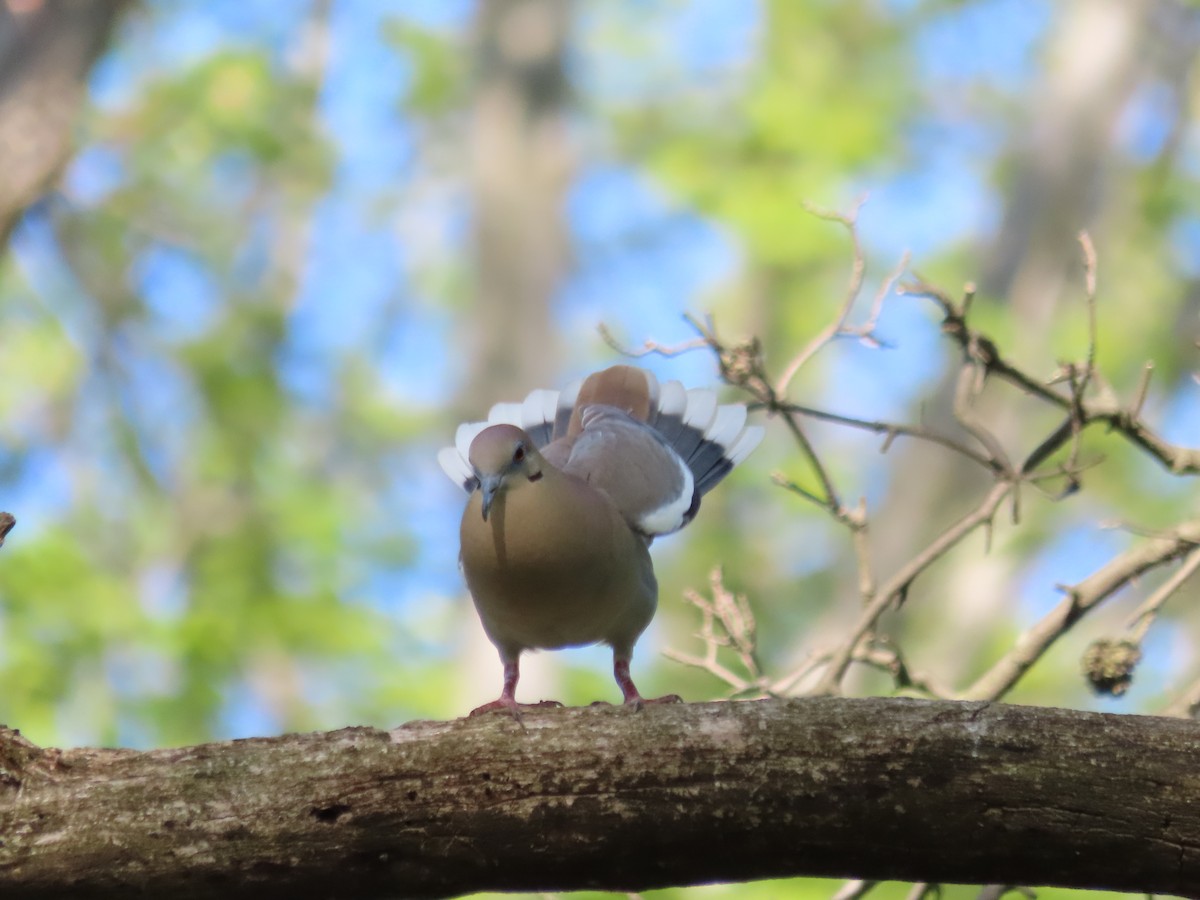 White-winged Dove - Jim Springer