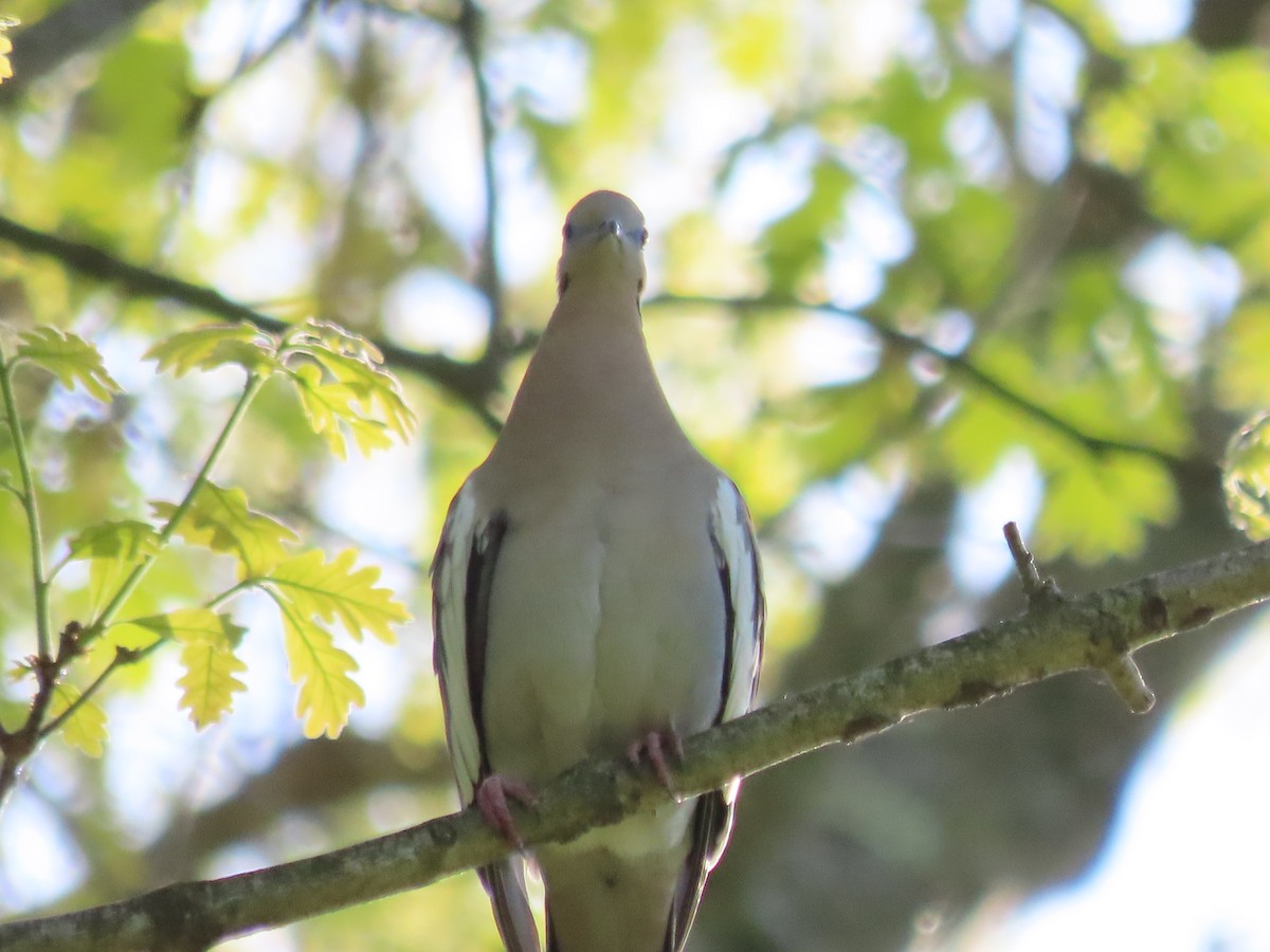 White-winged Dove - Jim Springer